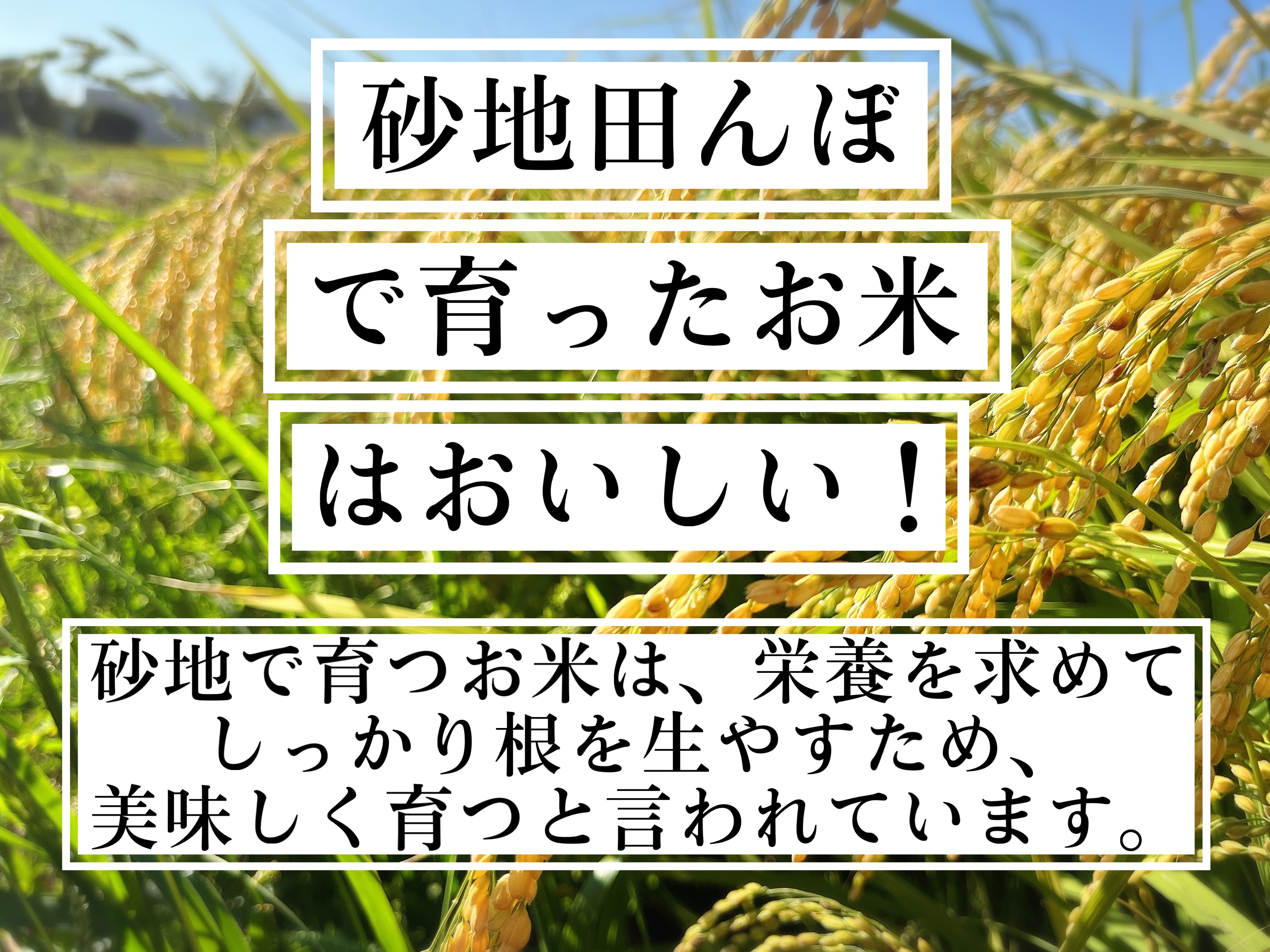 令和8年度新米】近江米 滋賀県産 ミルキークイーン5kg 滋賀県産(せい