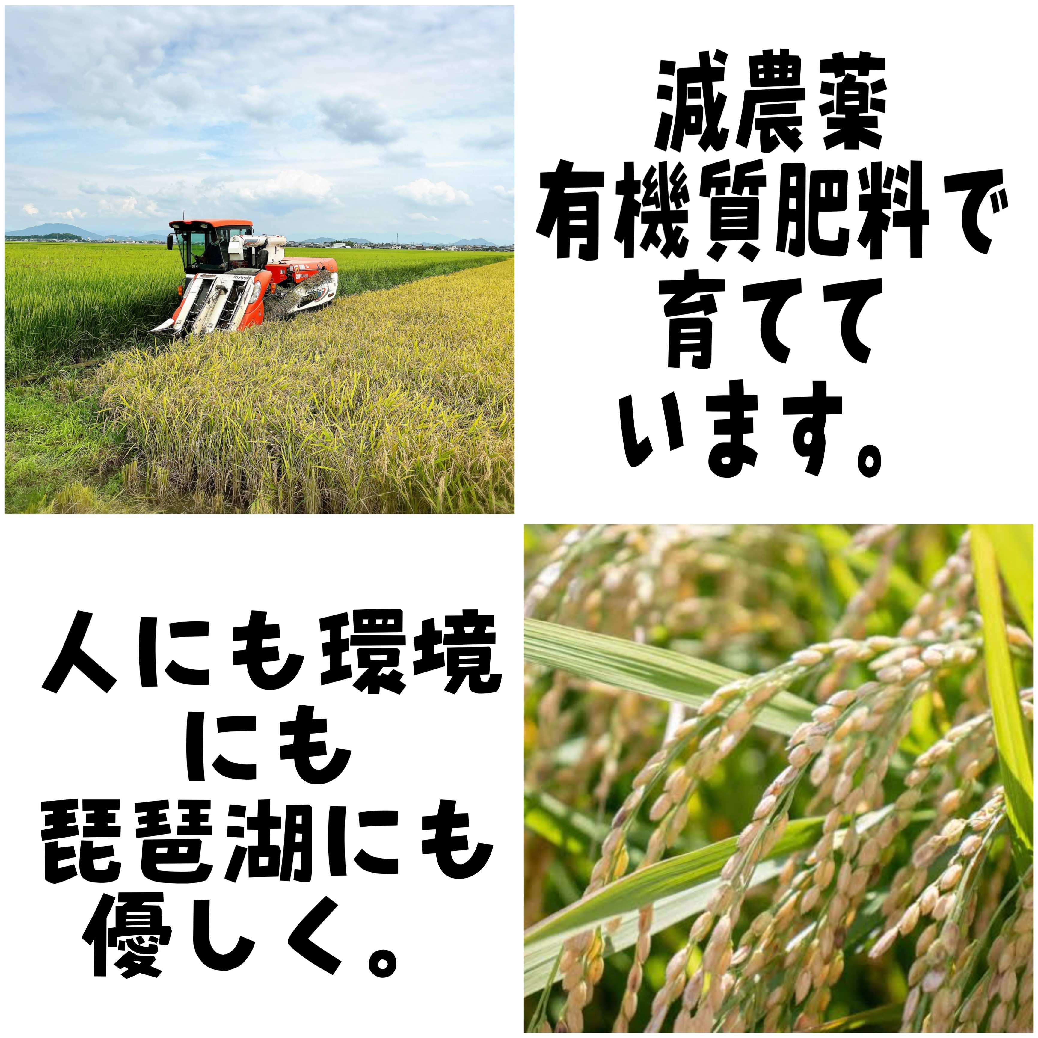 令和8年度新米】近江米 滋賀県産 ミルキークイーン10kg(せいちゃんちの