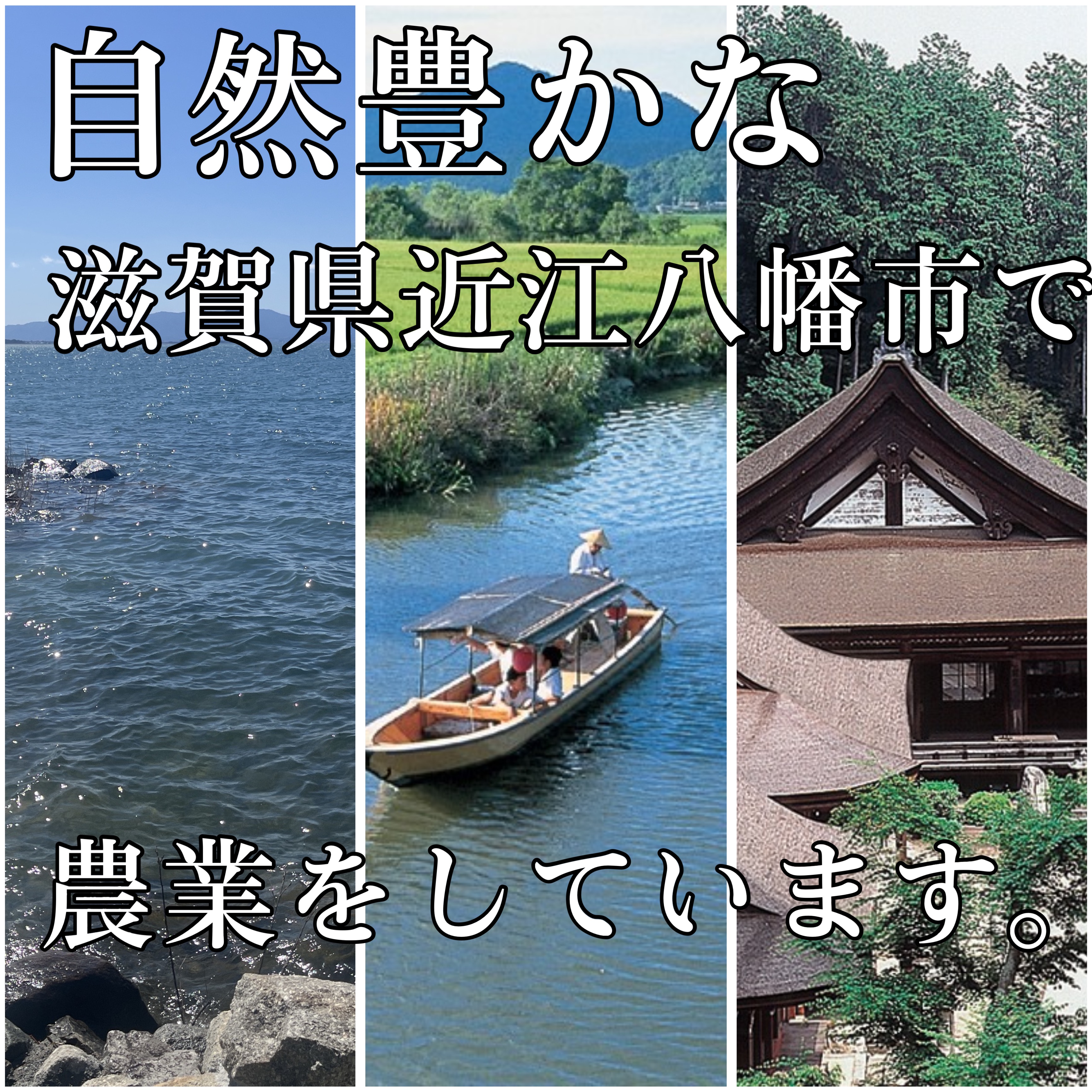 令和8年度新米】近江米 滋賀県産 ミルキークイーン5kg 滋賀県産(せい